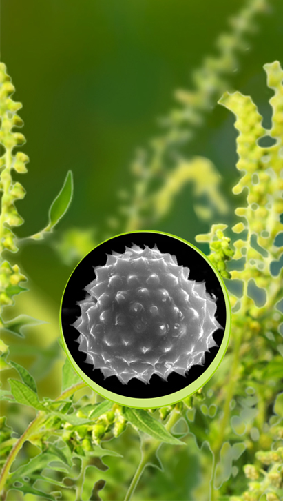 Размер пыльцы. Пыльца амброзии. Амброзия аллерген. Пыльца амброзии под микроскопом. Амброзия растение аллергия.